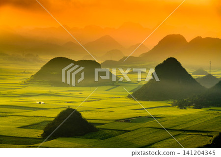 Yellow rapeseed (canola) flower field in spring, Luoping, China Yellow rapeseed (canola) flower field in spring, Luoping, China 141204345