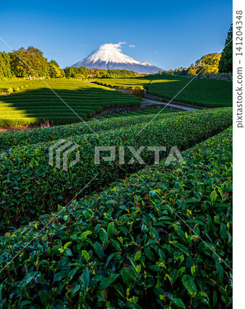 Green tea field foreground with Mount Fuji as background, Shizuoka Prefecture, Japan Green tea field foreground with Mount Fuji as background, Shizuoka Prefecture, Japan 141204348