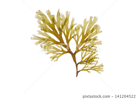 Dictyota dichotoma forkweed brown seaweed isolated on white for spa and cosmetic concepts Dictyota dichotoma forkweed brown seaweed isolated on white for spa and cosmetic concepts 141204522