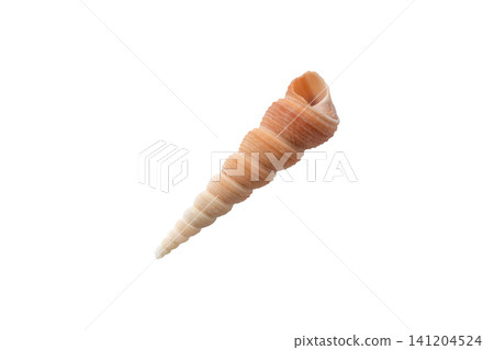 Turritella communis common tower shell isolated on white Turritella communis common tower shell isolated on white 141204524
