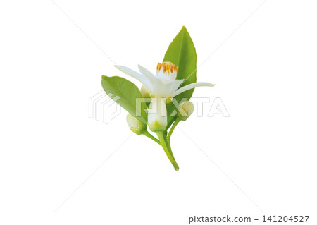 Side view of orange blossom cluster with buds isolated on white Side view of orange blossom cluster with buds isolated on white 141204527