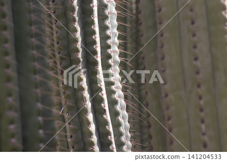 Sunlit cactus spines on textured ribbed cactus close up Sunlit cactus spines on textured ribbed cactus close up 141204533