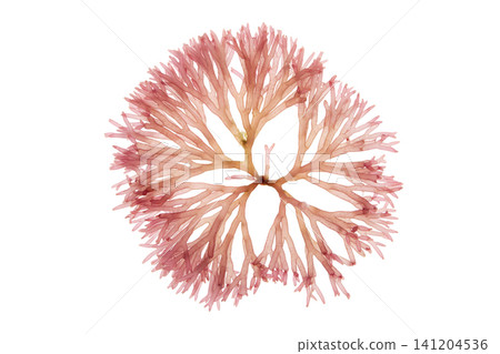 Scinaia furcellata red seaweed isolated on white for spa and cosmetic concepts Scinaia furcellata red seaweed isolated on white for spa and cosmetic concepts 141204536
