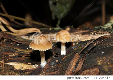 Cute, light brown weasel mushrooms in the dark, damp forest soil (Japanese natural fungi/mushroom ecology macro photography) Cute, light brown weasel mushrooms in the dark, damp forest soil (Japanese natural fungi/mushroom ecology macro photography) 141204616