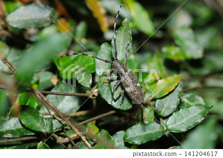 一隻長角甲蟲（Longhorn beetle），身體呈灰褐色，腰部有白色條紋（日本戶外昆蟲生態微距攝影） 141204617