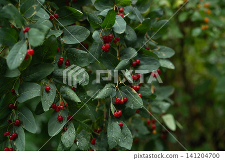 Wild bush with small ripe red berries and green leaves covered in morning dew drops in a summer forest. 141204700