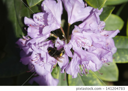 Bumblebee Nectar Hunting amidst a Radiant Rhododendron Blossom Bumblebee Nectar Hunting amidst a Radiant Rhododendron Blossom 141204783