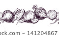 Beetroot vegetable illustrated border. Hand drawn sketch of beet in vintage engraving style. Black ink line art drawing of raw crop for organic food design, menu and culinary concept. 141204867