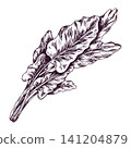 Beet leaves in hand drawn ink sketch style. Vintage engraved illustration of beetroot top. Organic vegetable for healthy vegetarian nutrition, culinary design and farm market product. 141204879