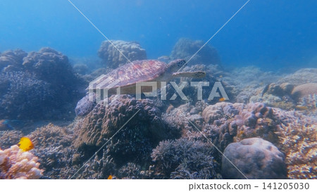 Graceful green sea turtle (Chelonia mydas) swimming over a richly textured coral reef in hazy blue waters. Dauin, Philippines Graceful green sea turtle (Chelonia mydas) swimming over a richly textured coral reef in hazy blue waters. Dauin, Philippines 141205030