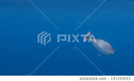A solitary whitemargin unicornfish (Naso annulatus) swims through the vast, plankton rich blue waters of the sea. Dauin, Philippines A solitary whitemargin unicornfish (Naso annulatus) swims through the vast, plankton rich blue waters of the sea. Dauin, Philippines 141205031