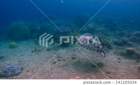 A lone green sea turtle (Chelonia mydas) gliding over a sandy seabed in hazy cloudy water, serene underwater scene. Dauin, Philippines 141205034