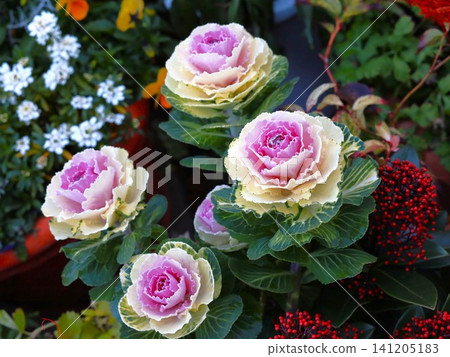 觀賞白菜 觀賞白菜 141205183