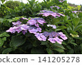 Light purple forehead hydrangea 141205278