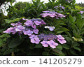 Light purple forehead hydrangea 141205279