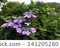 Light purple forehead hydrangea 141205280