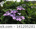 Light purple forehead hydrangea 141205281