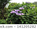 Light purple forehead hydrangea 141205282
