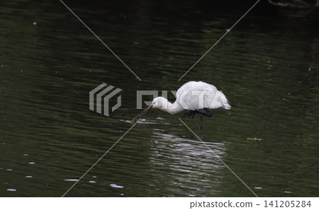 Spoonbill foraging Spoonbill foraging 141205284
