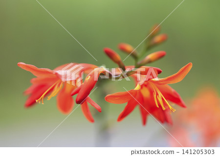 Orange Crocosmia Orange Crocosmia 141205303