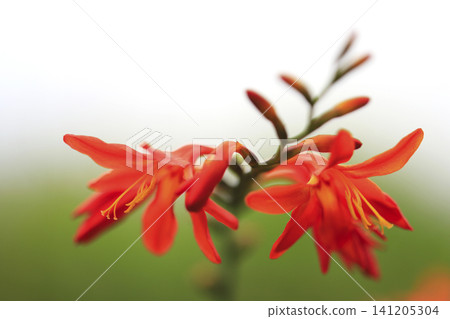 Orange Crocosmia Orange Crocosmia 141205304