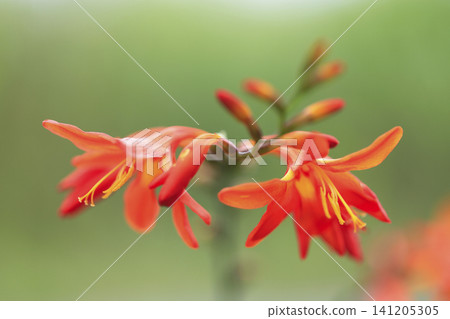 Orange Crocosmia Orange Crocosmia 141205305