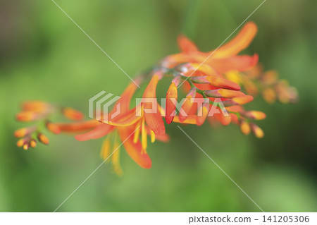 橘色番紅花 橘色番紅花 141205306