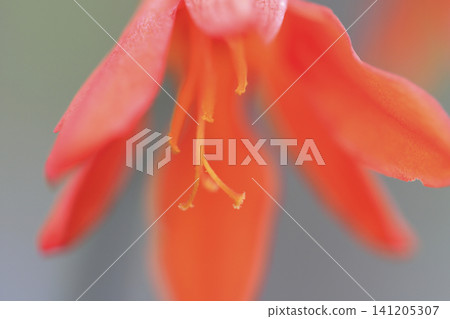 Orange Crocosmia Orange Crocosmia 141205307