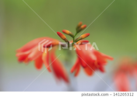 Orange Crocosmia Orange Crocosmia 141205312
