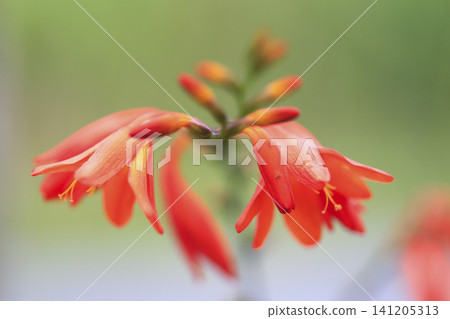 Orange flowers of Crocosmia gracilis Orange flowers of Crocosmia gracilis 141205313