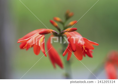 纖細番紅花(Crocosmia gracilis)的橘色花朵 纖細番紅花(Crocosmia gracilis)的橘色花朵 141205314