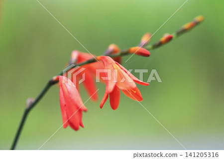 Orange flowers of Crocosmia gracilis Orange flowers of Crocosmia gracilis 141205316