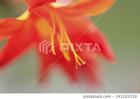 Orange flowers of Crocosmia gracilis Orange flowers of Crocosmia gracilis 141205319