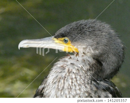 大鸕鶿(一種野生鳥類) 大鸕鶿(一種野生鳥類) 141205357