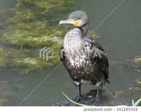 大鸕鶿(一種野生鳥類) 大鸕鶿(一種野生鳥類) 141205358