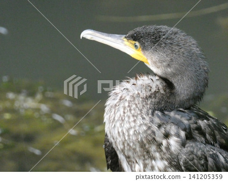 大鸕鶿(一種野生鳥類) 大鸕鶿(一種野生鳥類) 141205359