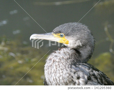 Great cormorant (a wild bird) Great cormorant (a wild bird) 141205360
