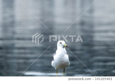 A single black-tailed gull stood alone in a small fishing village in the San'in region. A single black-tailed gull stood alone in a small fishing village in the San'in region. 141205401