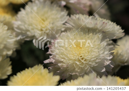 Double small chrysanthemum flower Double small chrysanthemum flower 141205437