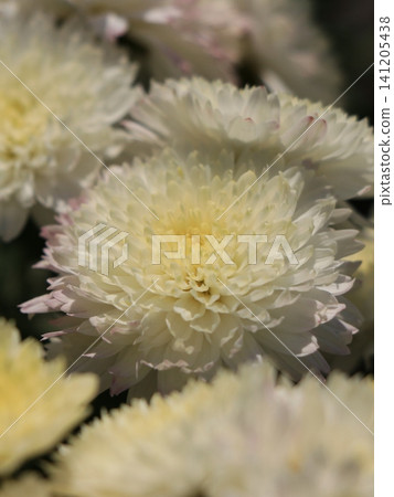 Double small chrysanthemum flower Double small chrysanthemum flower 141205438