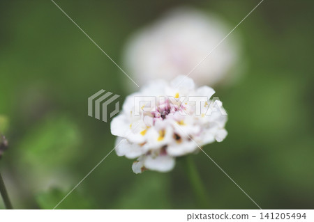 一張匍匐百里香花的特寫。 一張匍匐百里香花的特寫。 141205494