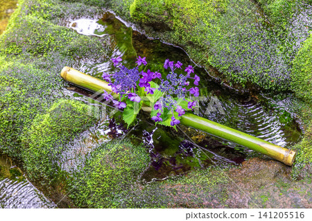 Floating purple hydrangeas and bamboo in mossy stream Floating purple hydrangeas and bamboo in mossy stream 141205516