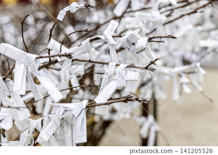 Omikuji paper fortunes tied to tree branches in japan Omikuji paper fortunes tied to tree branches in japan 141205526