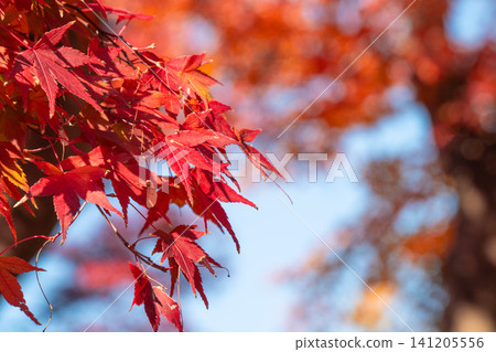 日本 美麗 楓葉 旅遊 背景 楓樹 Maple leaf メープルリーフ 紅葉 モミジ もみじ 日本 美麗 楓葉 旅遊 背景 楓樹 Maple leaf メープルリーフ 紅葉 モミジ もみじ 141205556