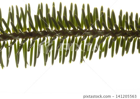 pine branch isolated on white background pine branch isolated on white background 141205563