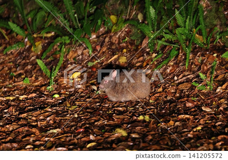 Amami rabbit eating leaves Amami rabbit eating leaves 141205572