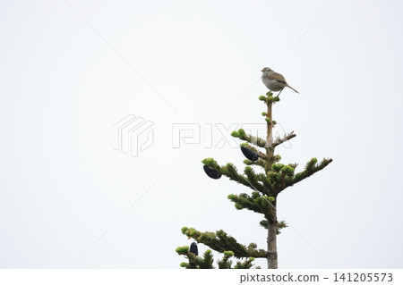A Japanese bush warbler perched on a pine tree branch. A Japanese bush warbler perched on a pine tree branch. 141205573