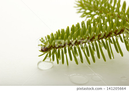 pine branch isolated on white background pine branch isolated on white background 141205664