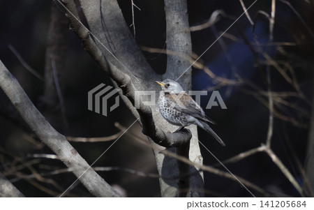 A field thrush perched on a tree A field thrush perched on a tree 141205684