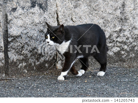 A calico cat out for a walk A calico cat out for a walk 141205743